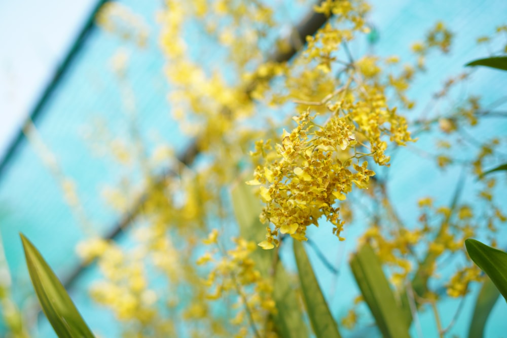 a bunch of yellow flowers in front of a blue wall