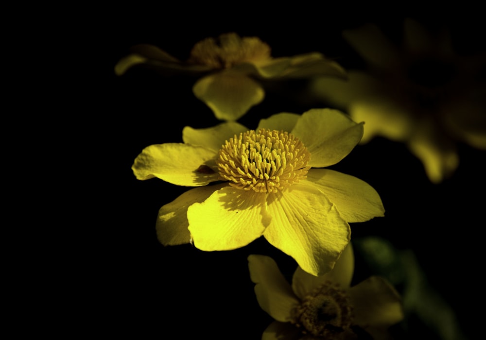 a close up of a yellow flower on a black background