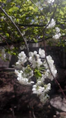 Busy bees swarming around blooming flowers in the orchard.