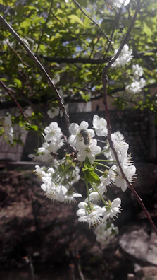 Busy bees swarming around blooming flowers in the orchard.