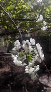 White blossoms are clustered on thin branches with a busy bee collecting nectar at the center. The background shows a mix of blurred trees and hints of sunlight filtering through the leaves.