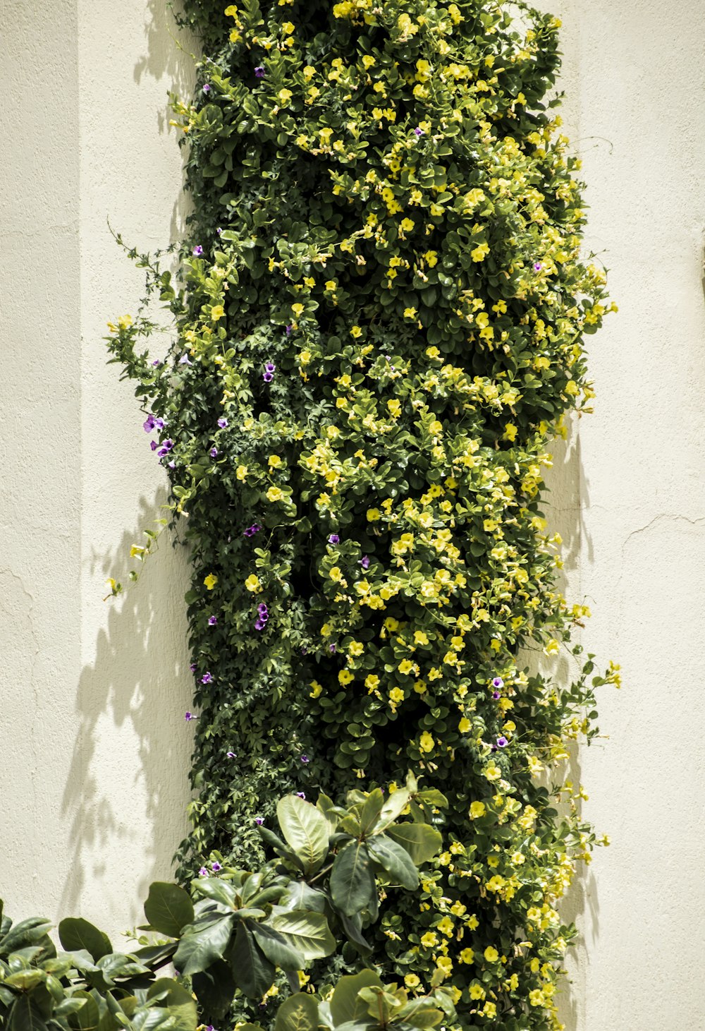 a tall plant with yellow flowers growing up the side of a building