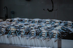 a bunch of fish that are on a table