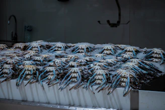 a bunch of fish that are on a table
