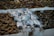 A variety of seafood is displayed on a bed of ice, including several fish and a large quantity of shrimp. The fish are silver with a shiny appearance, and the shrimp have a mix of brown and green hues. The seafood appears fresh and neatly arranged in a market setting.