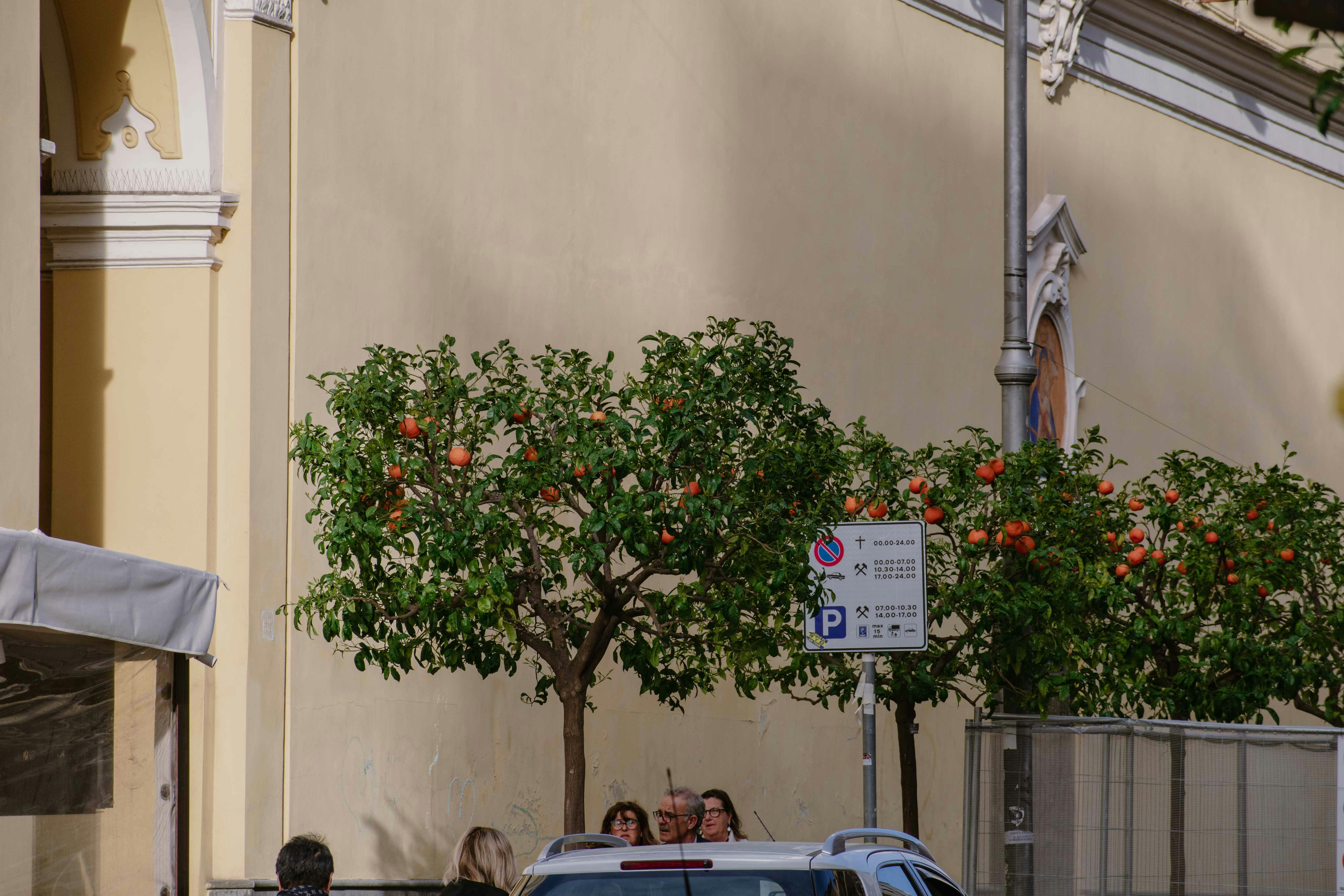 Sunlit orange trees frame a pale yellow city wall behind a parked car and pedestrians.