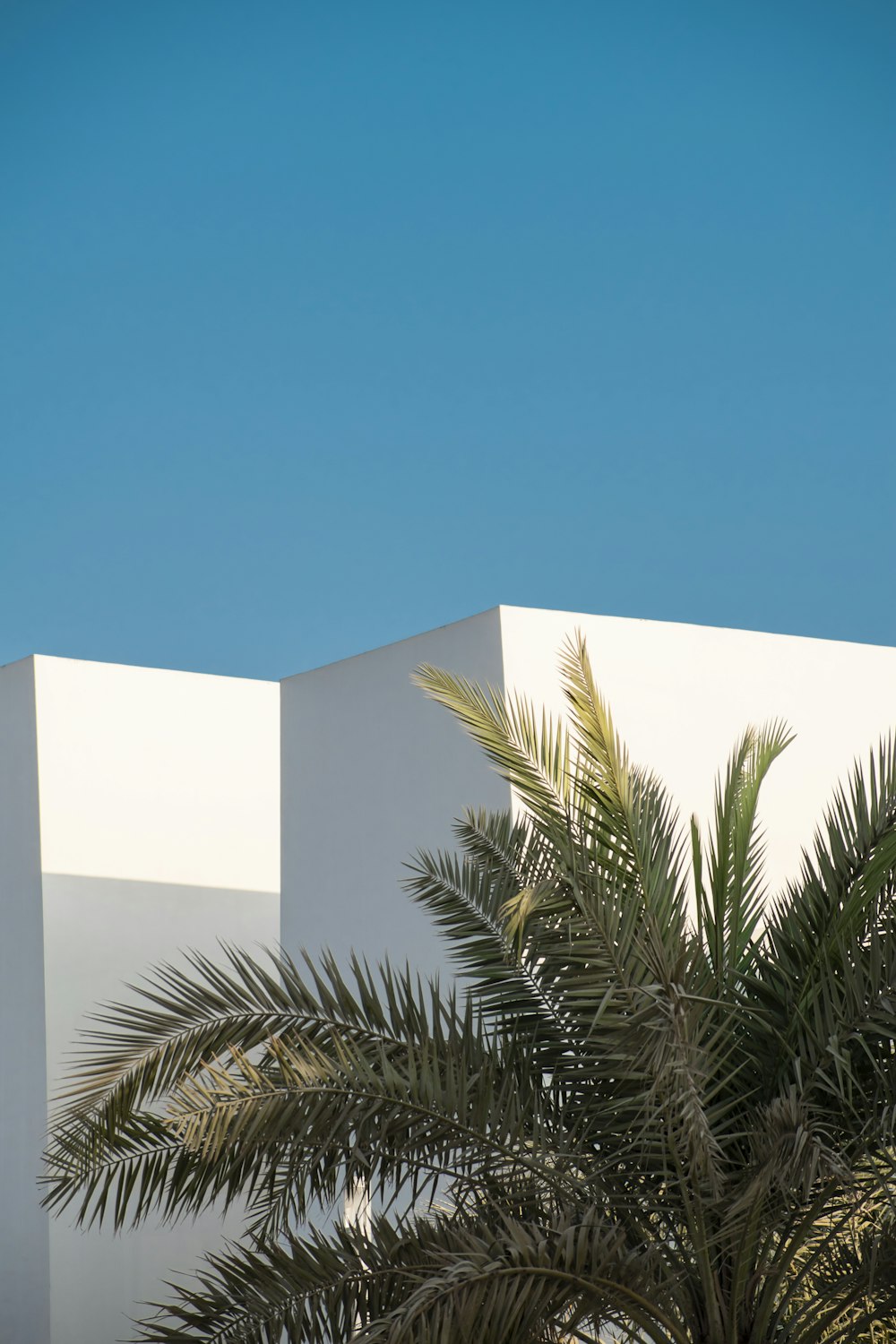 a palm tree in front of a white building