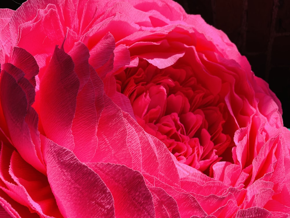 a close up of a large pink flower