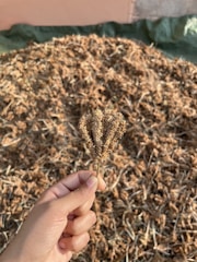 Close-up of hands holding vibrant medicinal plants in natural light.