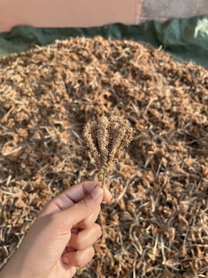 Hands gently holding dried roots and leaves against a soft terracotta background.