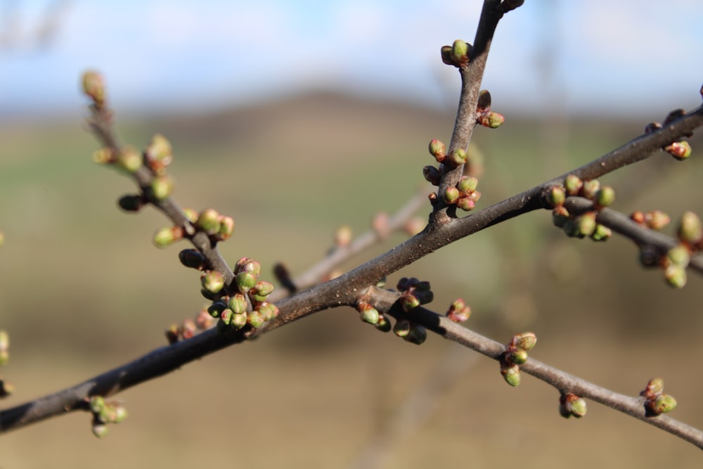 a close up of a tree branch with buds