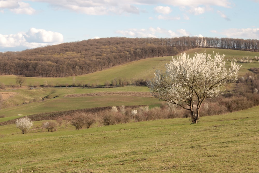 a lone tree in a grassy field with rolling hills in the background