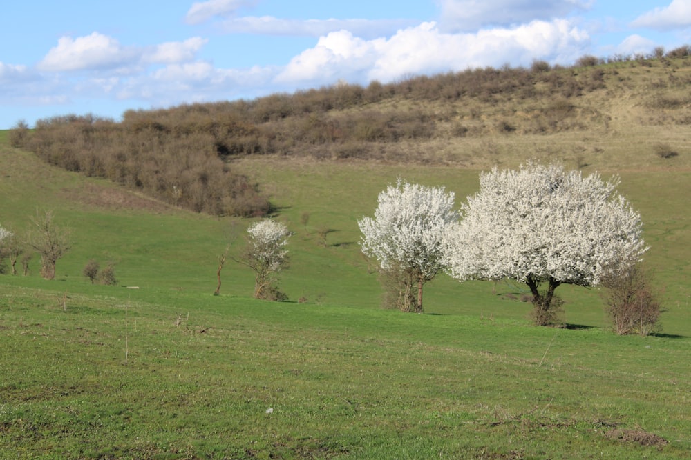 three trees in a field with a hill in the background