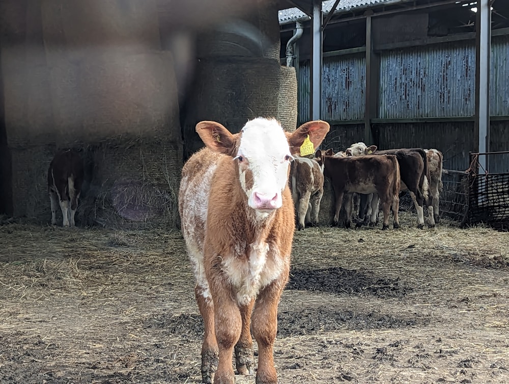 a brown and white cow standing in front of a barn