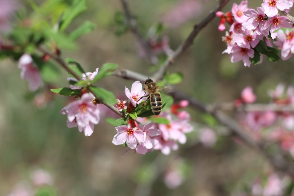 a bee is sitting on a branch of a blossoming tree