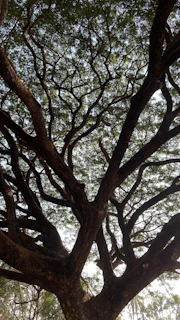 A large tree with an expansive network of thick, twisting branches and a dense canopy of green leaves, providing intricate patterns against the sky.