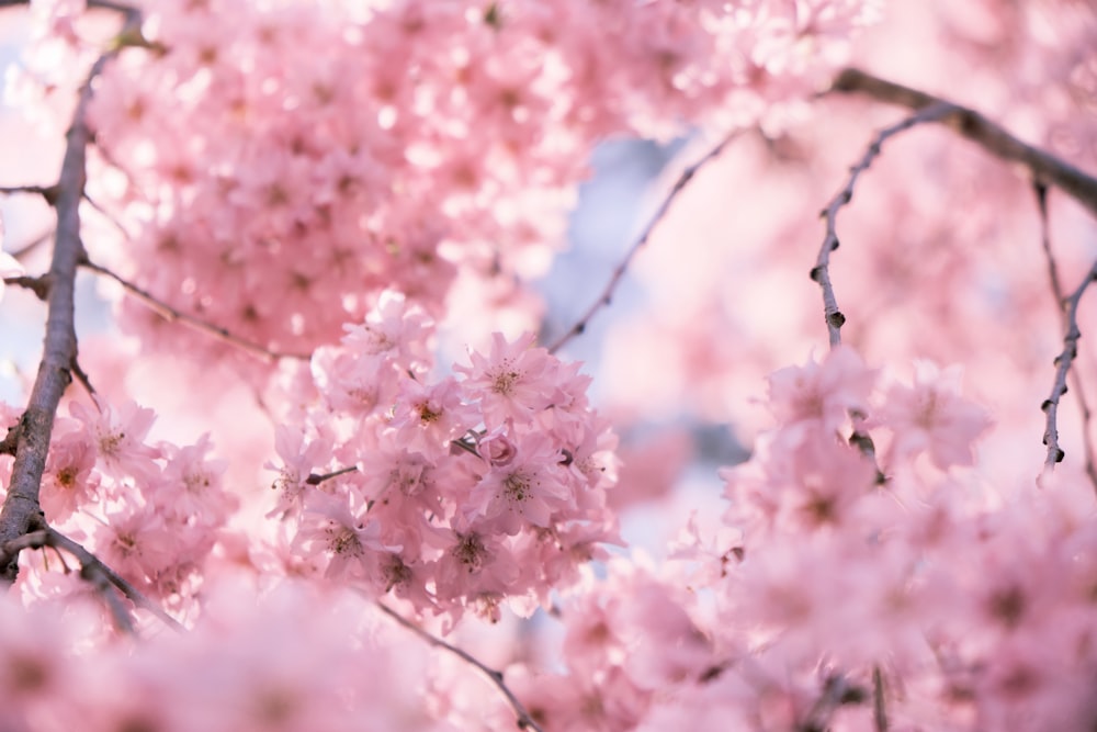 pink flowers are blooming on the branches of a tree