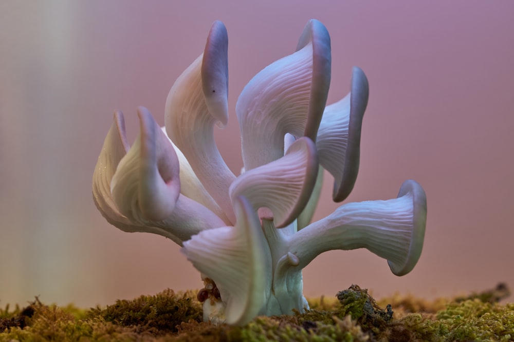 a close up of a mushroom on a mossy surface