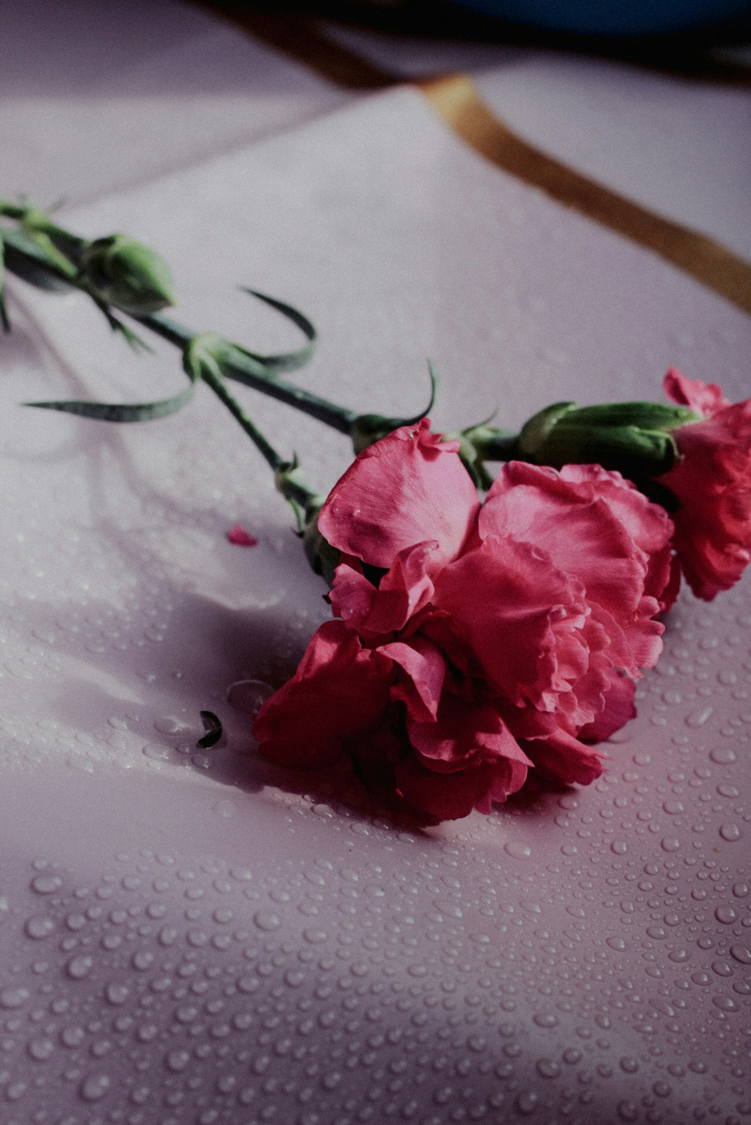 Photo by esrakorkmaz