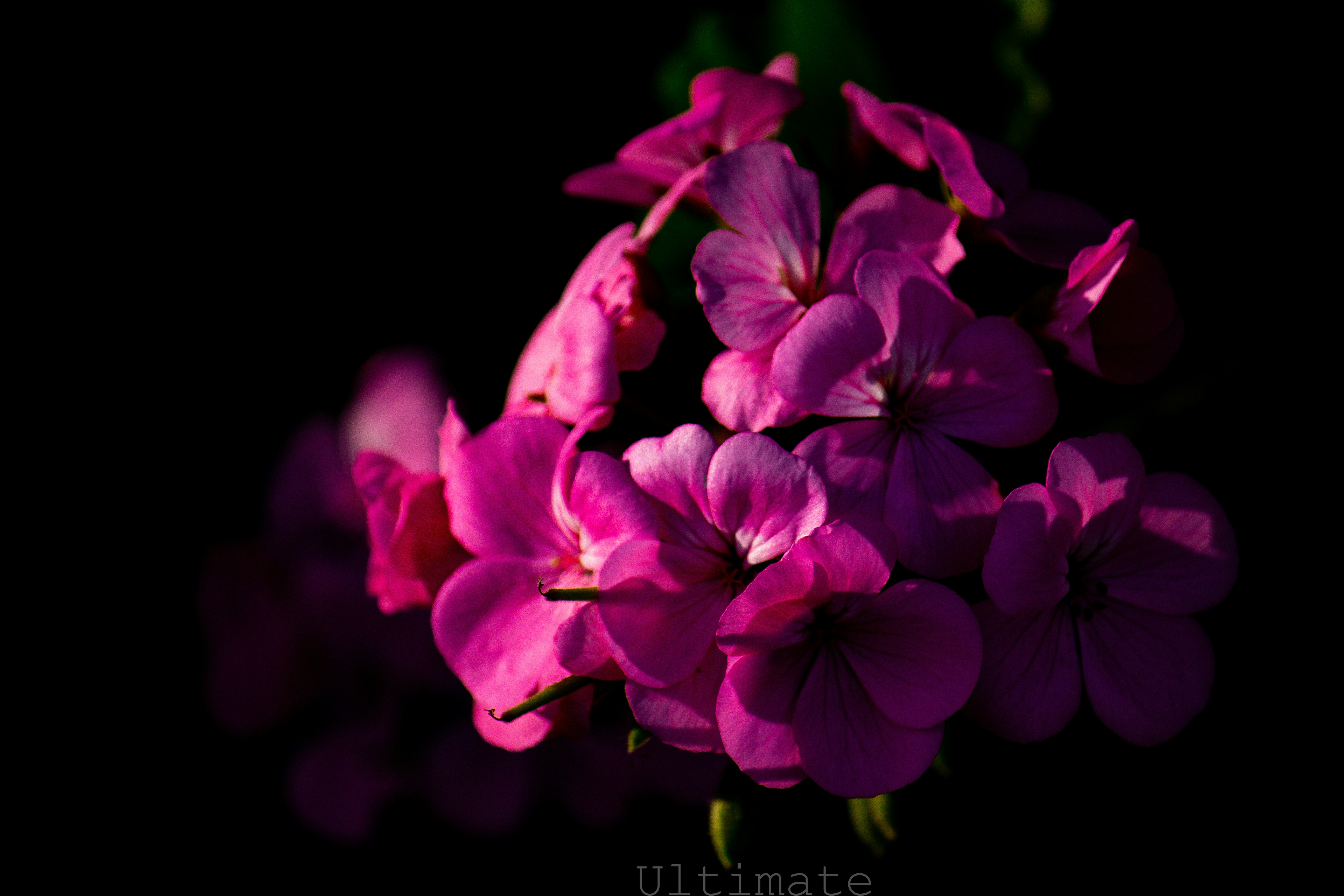 Photo by the_ultimate_08