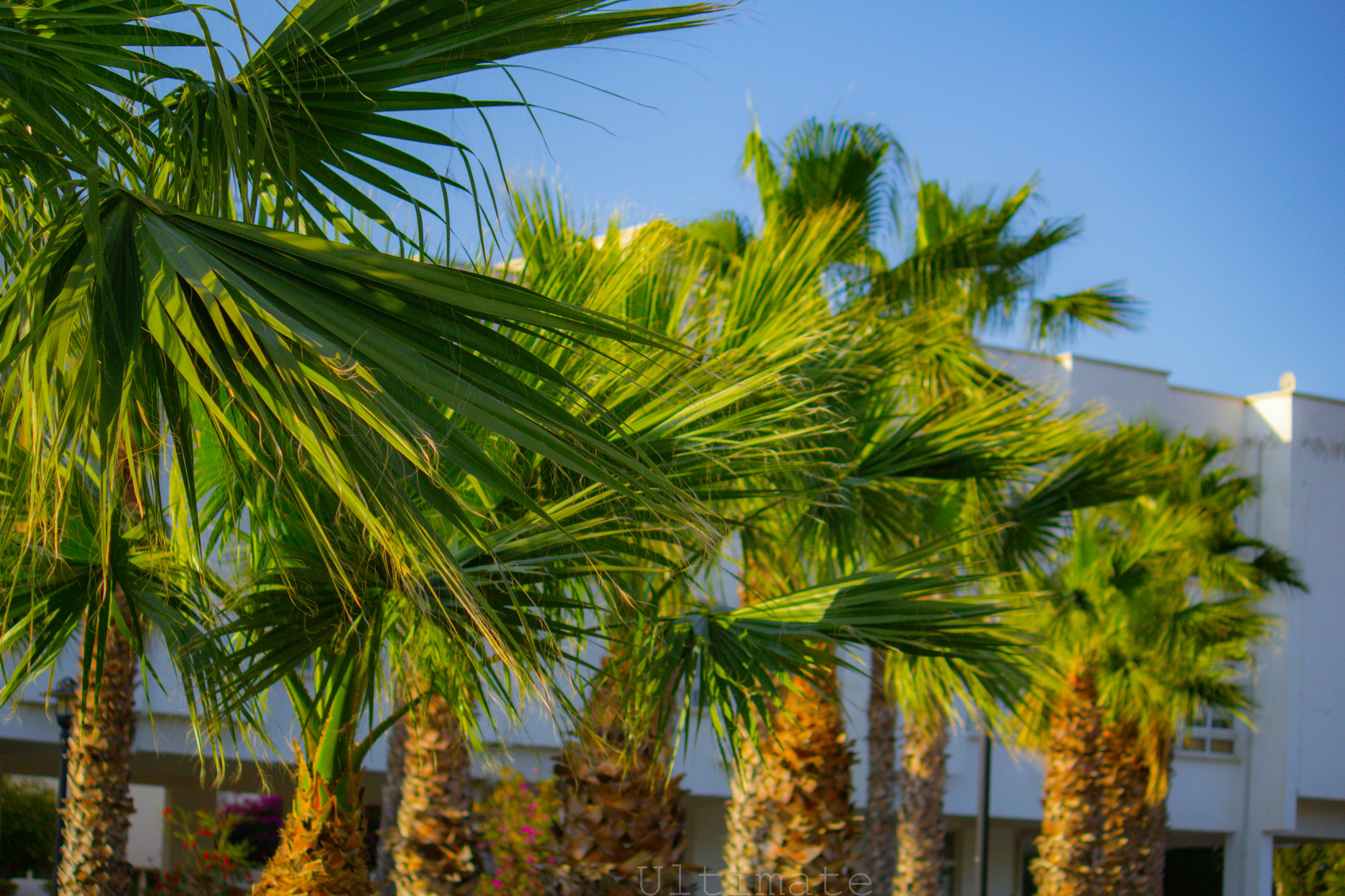 Photo by the_ultimate_08