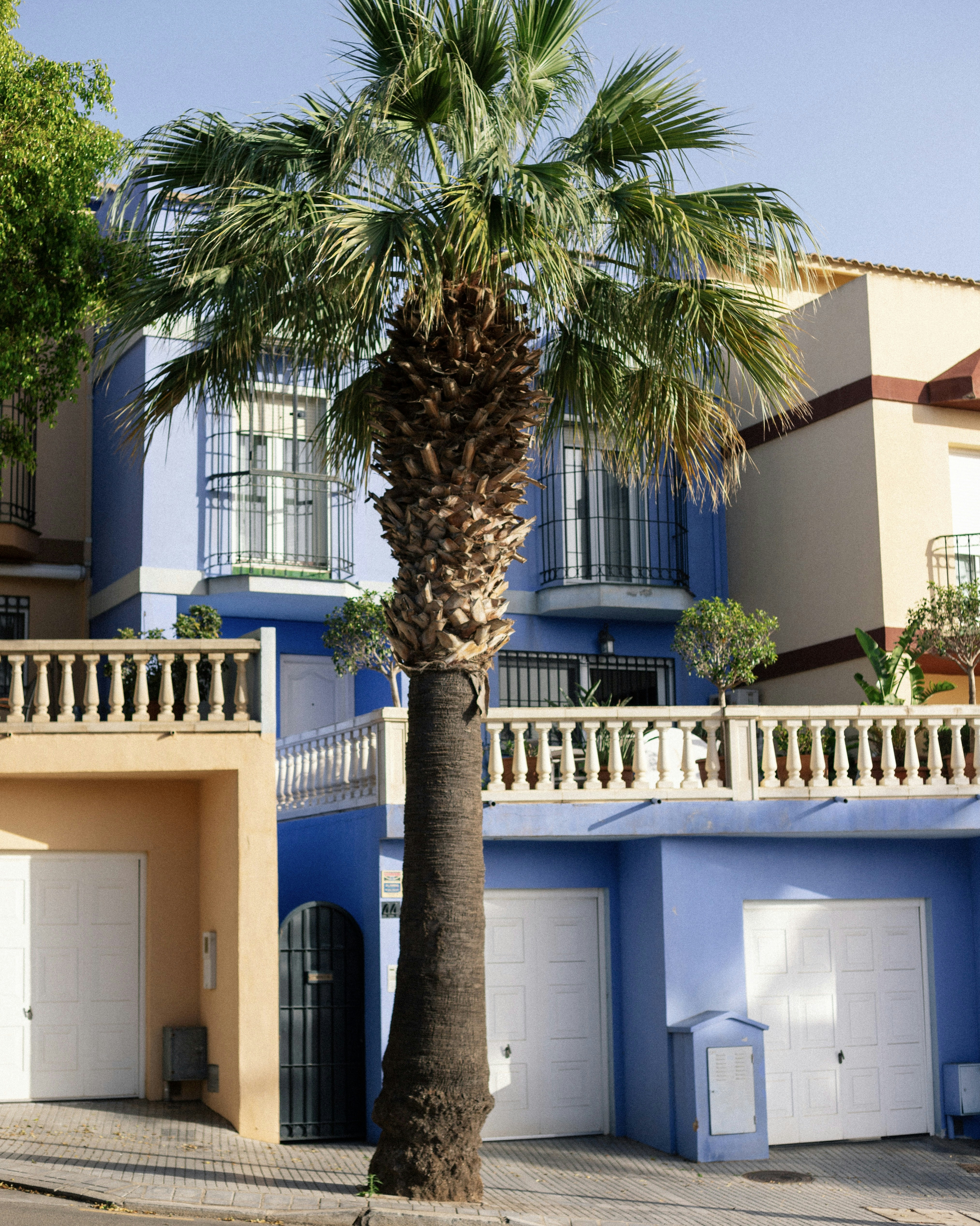 a palm tree in front of a blue building