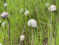 Rows of snails in a sustainable farm nestled in Nigeria’s lush countryside.