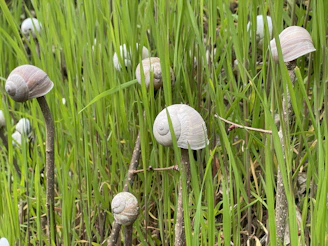 Rows of snails in a sustainable farm nestled in Nigeria’s lush countryside.