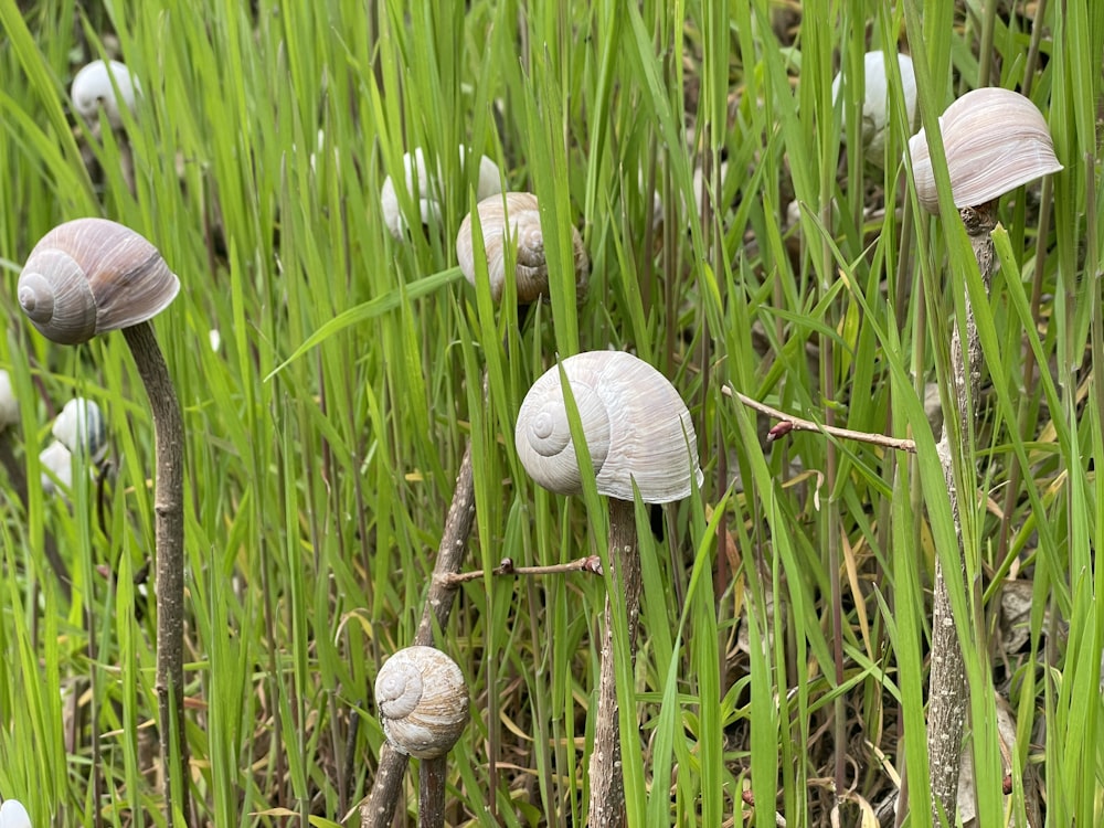 a group of small mushrooms sitting on top of a lush green field