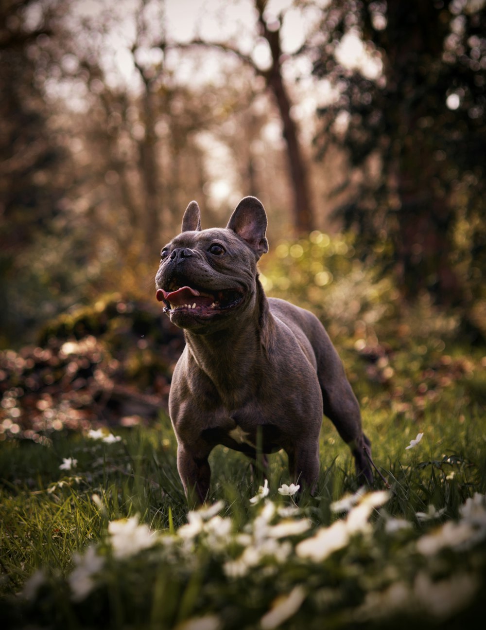 a dog standing in the grass with its mouth open