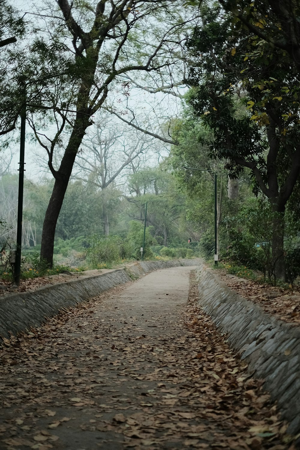 a road that has fallen leaves on it