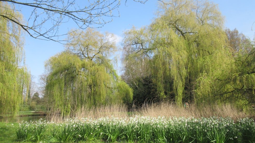 a grassy area with trees and flowers in the foreground