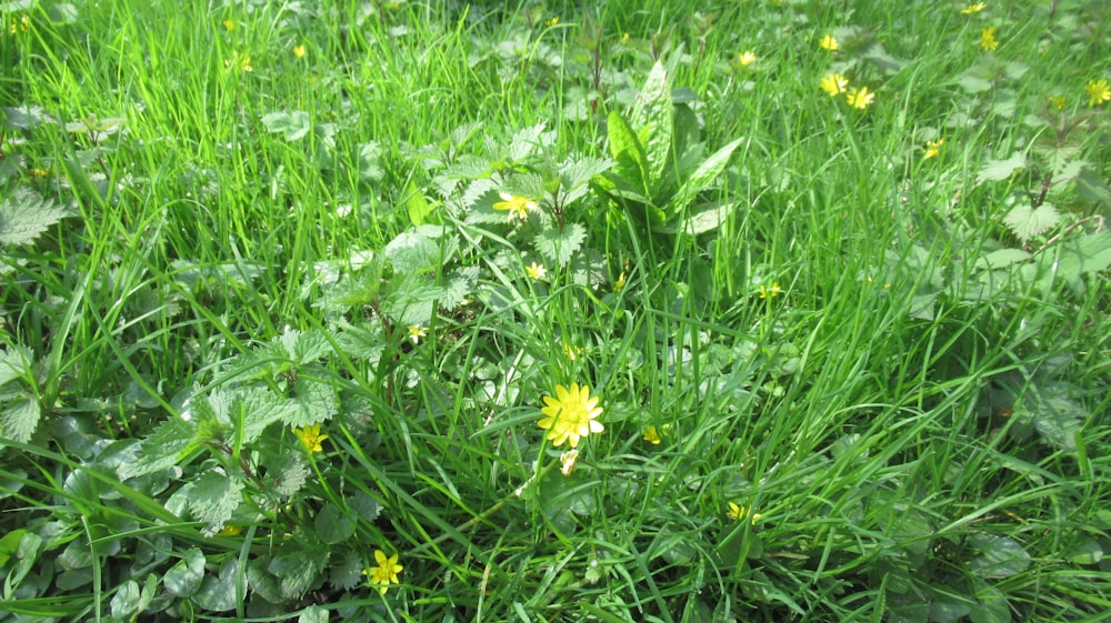 a patch of green grass with yellow flowers