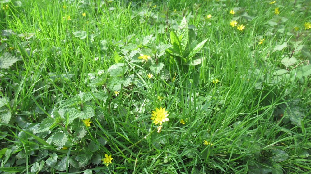 una macchia di erba verde con fiori gialli