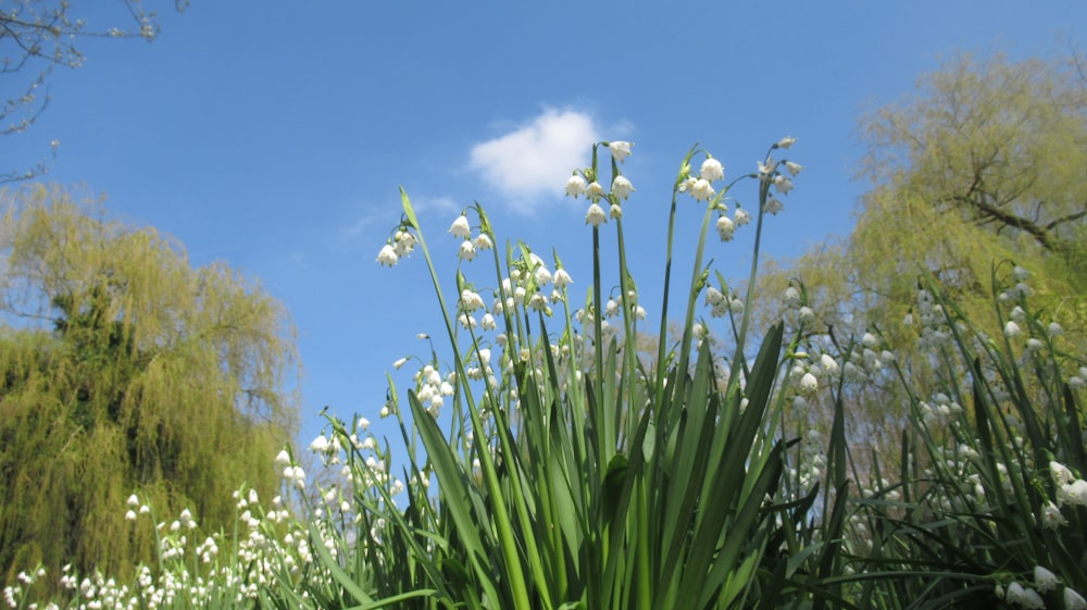 un bouquet de fleurs qui sont dans l’herbe