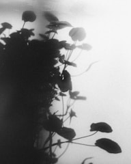 a black and white photo of a plant