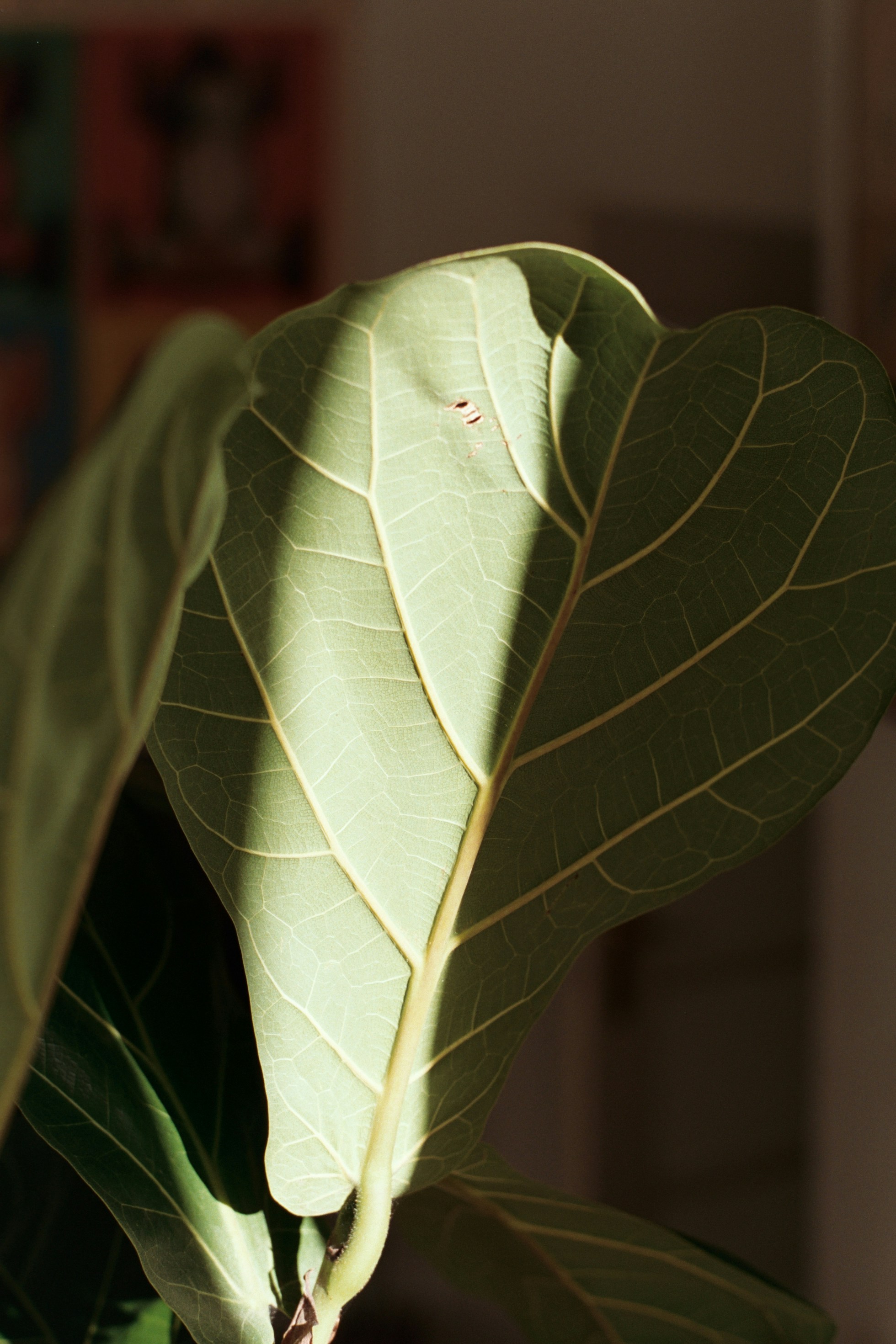 Photo by laurenceziegler