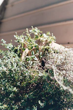 A close-up of green plants growing on a sustainable structure.