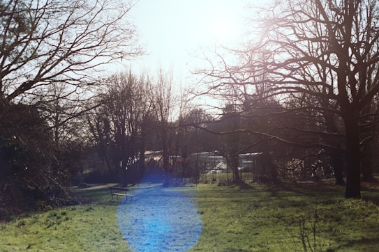 A serene landscape featuring a grassy area with a prominent blue lens flare. Leafless trees stretch their branches towards the sky, and a bench sits quietly beneath them. The sunlight creates a bright, ethereal glow, highlighting the tranquil, natural setting.