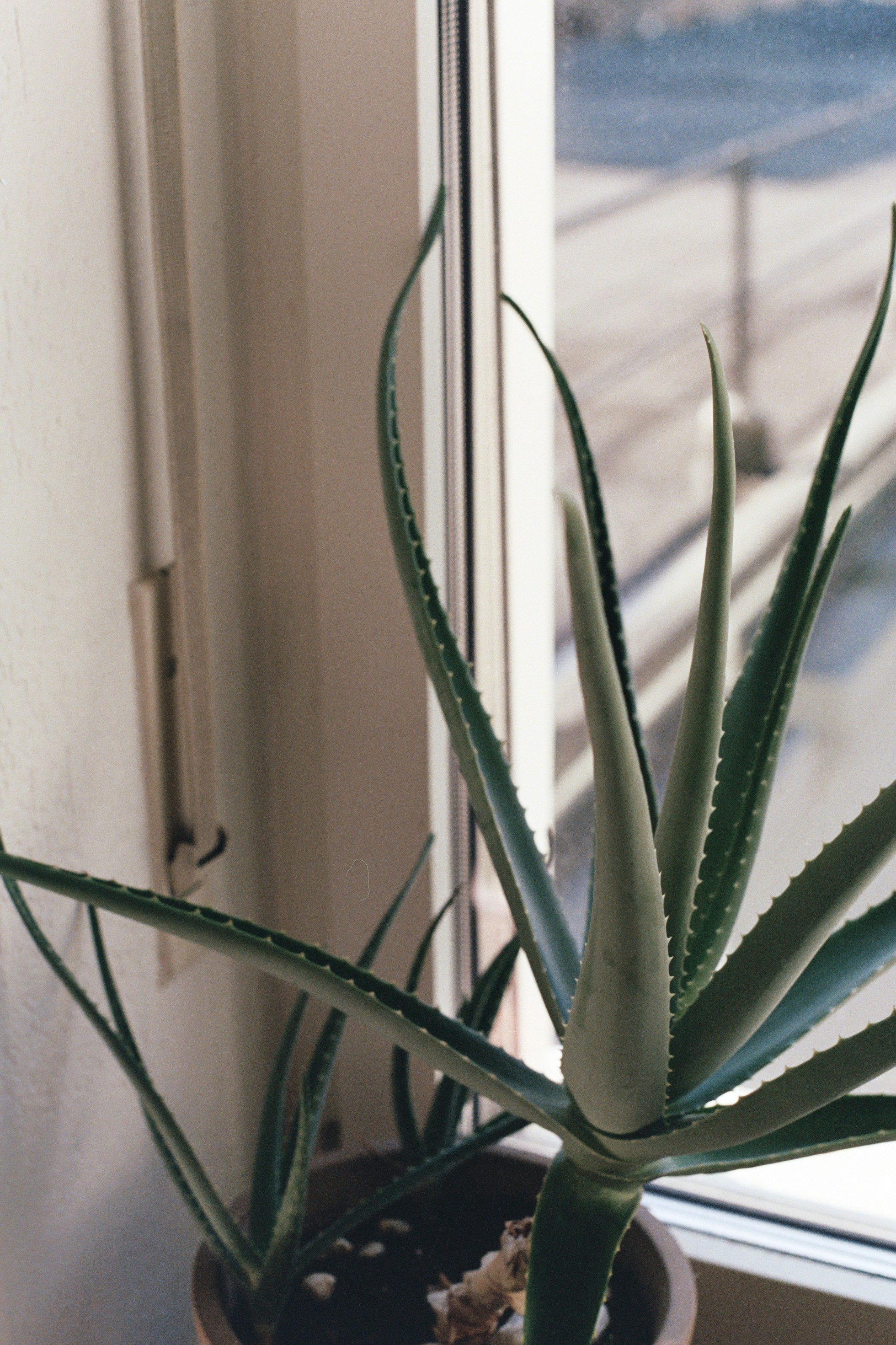 Photo by laurenceziegler