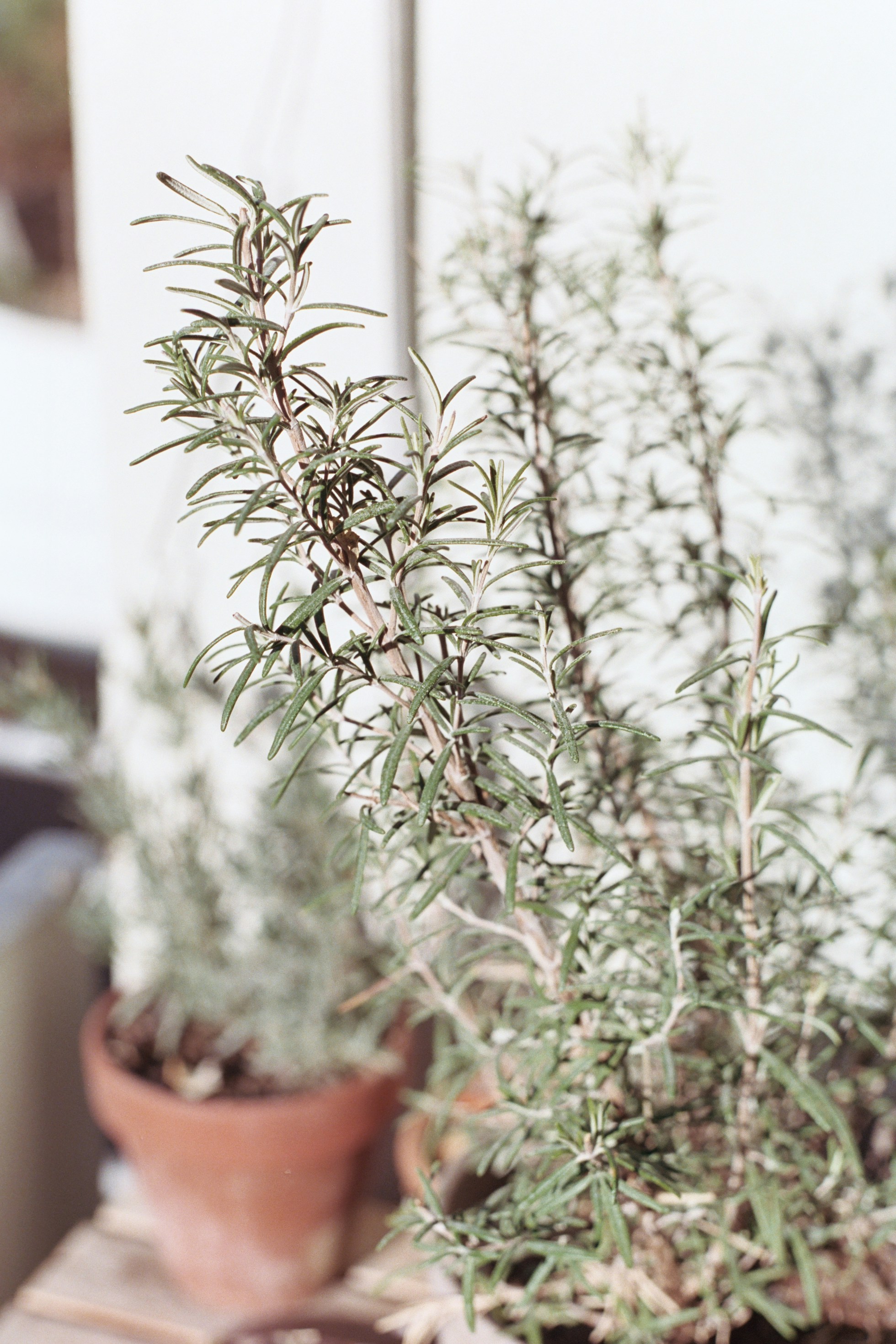 Photo by laurenceziegler