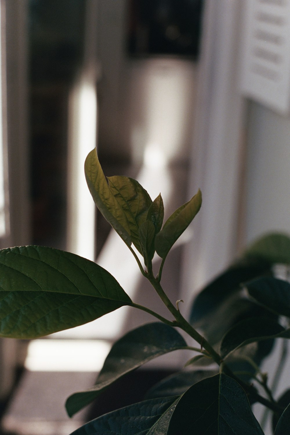 a close up of a green plant with leaves