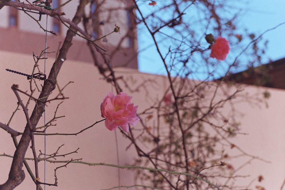 a tree with pink flowers in front of a building