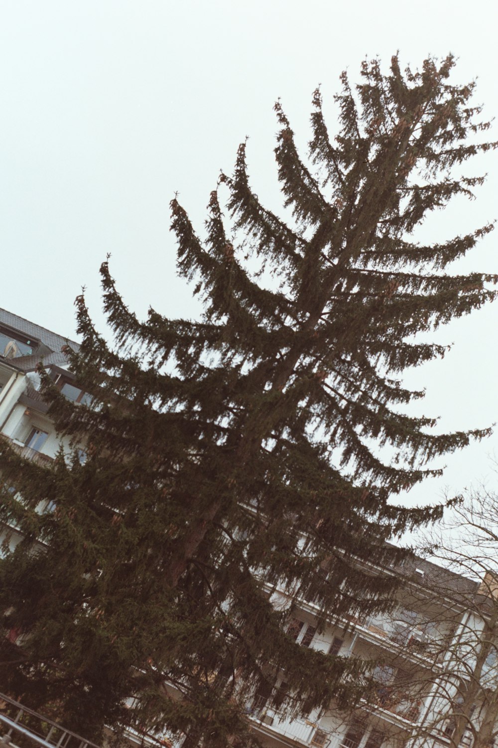 a large pine tree in front of a building