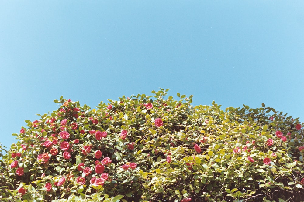 a bush with red flowers and green leaves against a blue sky