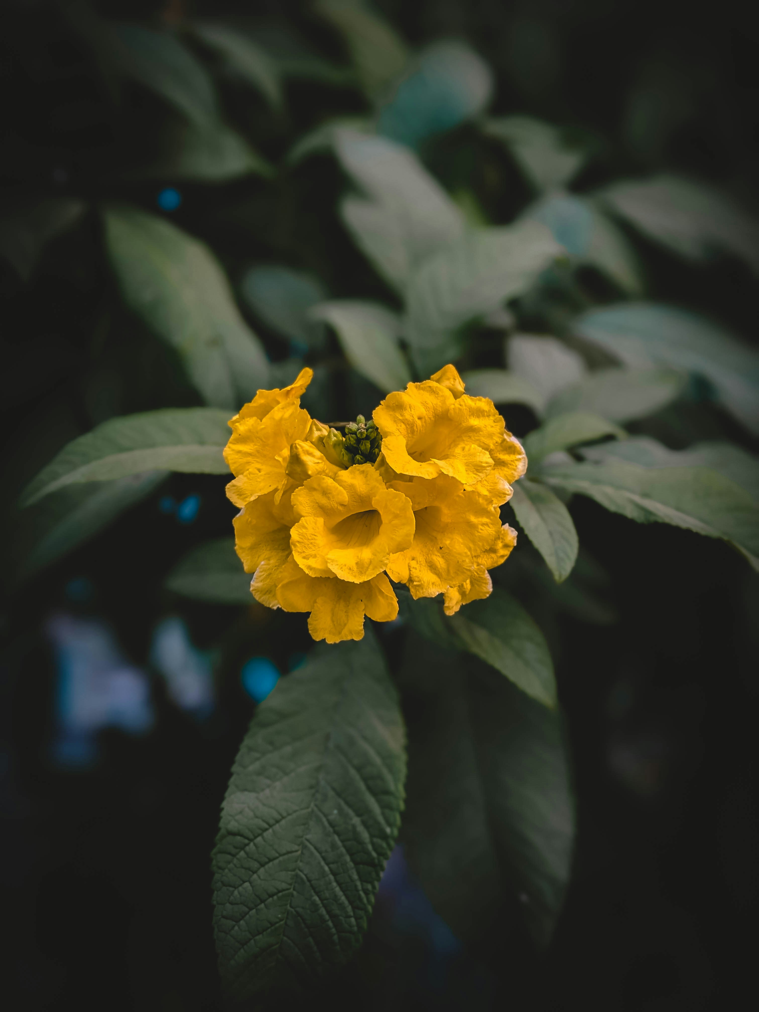 Photo by tshewe_rhakho