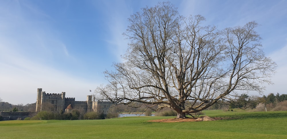 a large tree in the middle of a field