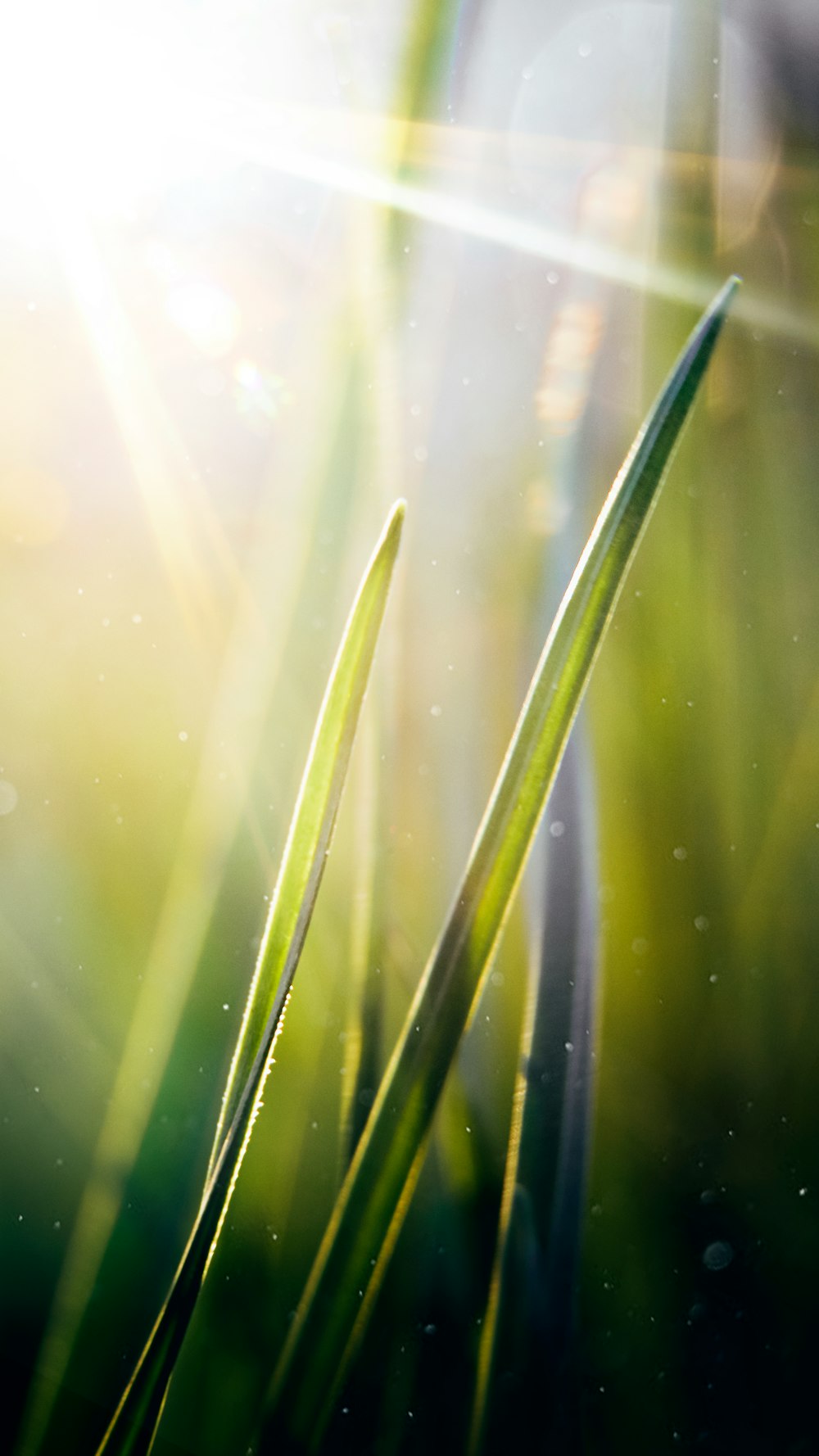 a close up of some grass with the sun in the background