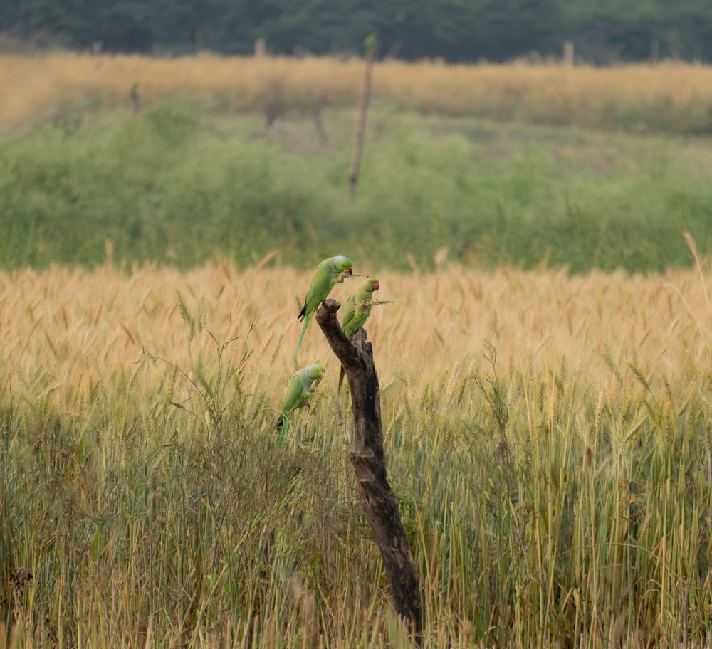 a bird perched on top of a tree branch in a field
