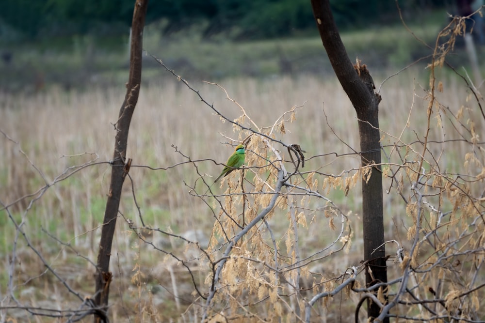a small green bird perched on a tree branch